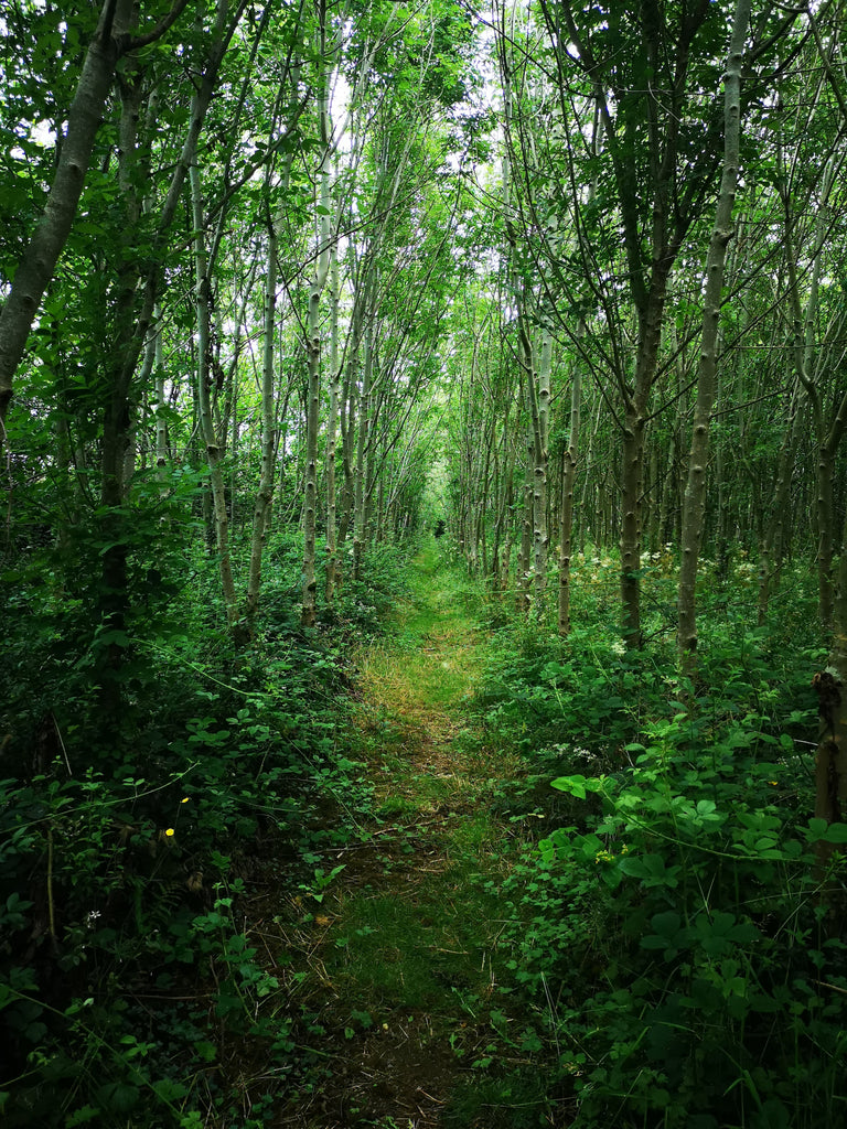 Improving our environment with BioChar